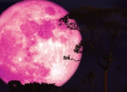 Fenomena Pink Moon Muncul 12 April 2025, Ini Penjelasan dan Wilayah yang Bisa Menyaksikannya