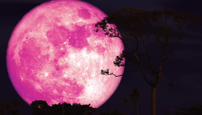 Fenomena Pink Moon Muncul 12 April 2025, Ini Penjelasan dan Wilayah yang Bisa Menyaksikannya