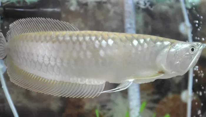 Penangkaran Ikan Arwana Tanpa Izin di Kubu Raya Disegel, Pemilik Terancam Sanksi Pidana