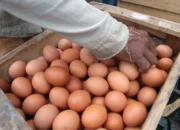 Harga Telur Anjlok, Bapanas Sebut Program MBG Siap Serap Telur Langsung dari Peternak