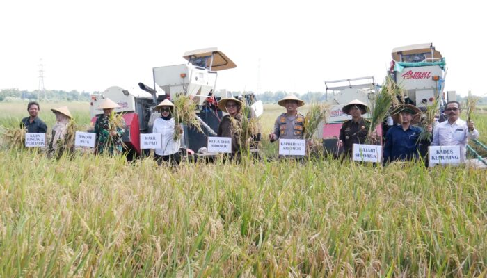 Dukung Ketahanan Pangan, Pemkab Sidoarjo Panen Raya di Tarik