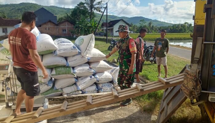 Lembur, TNI Bersama Bulog Serap 21,3 Ton Gabah Petani di Pacitan