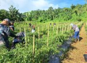 Zona Bakamla Tengah Panen Cabai 1,3 Ton dalam Program Ketahanan Pangan Nasional