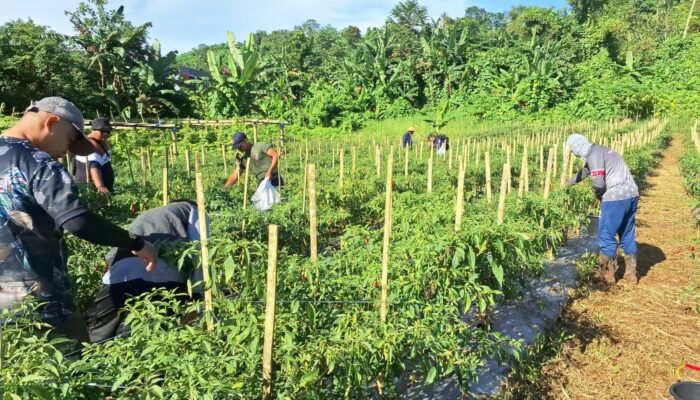 Zona Bakamla Tengah Panen Cabai 1,3 Ton dalam Program Ketahanan Pangan Nasional