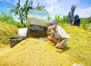 Bulog Berau Serap Gabah dan Jagung Petani, Harga Ditetapkan untuk Lindungi Petani