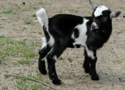Kambing Kendit: Tumbal dari Dunia yang Tak Terlihat