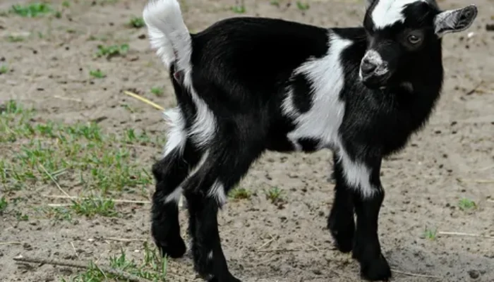 Kambing Kendit: Tumbal dari Dunia yang Tak Terlihat