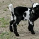 Penampakan kambing kendit.