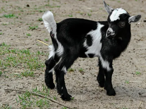 Penampakan kambing kendit.