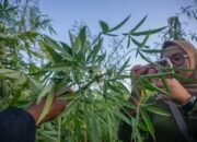 Warga Pekanbaru Geger, Tanaman Diduga Ganja Ditemukan di Lahan Kosong