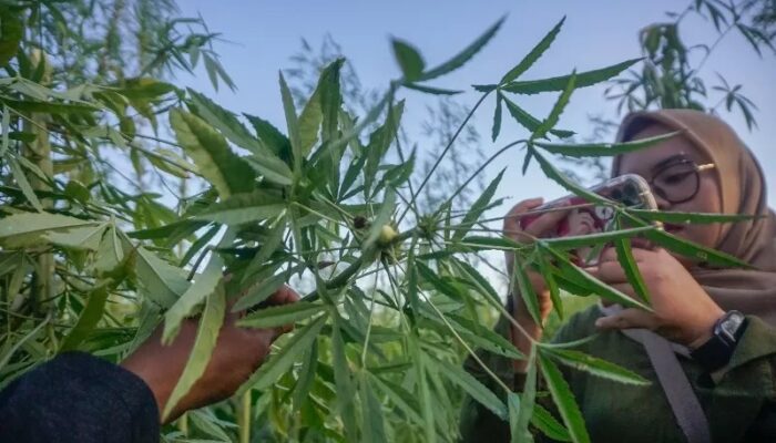 Warga Pekanbaru Geger, Tanaman Diduga Ganja Ditemukan di Lahan Kosong