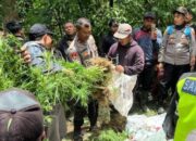 42 Ladang Ganja di Semeru Masih Misterius, Polisi Terus Selidiki Pemiliknya
