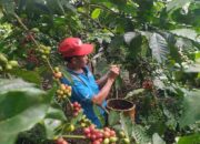 Masuk Panen Raya, Harga Kopi di Purwakarta Tembus Rp 70.000 per Kg