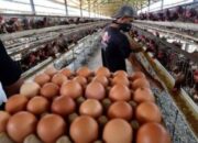 Harga Telur Anjlok Usai Lebaran, Peternak dan Pedagang Harap Pemerintah Turun Tangan