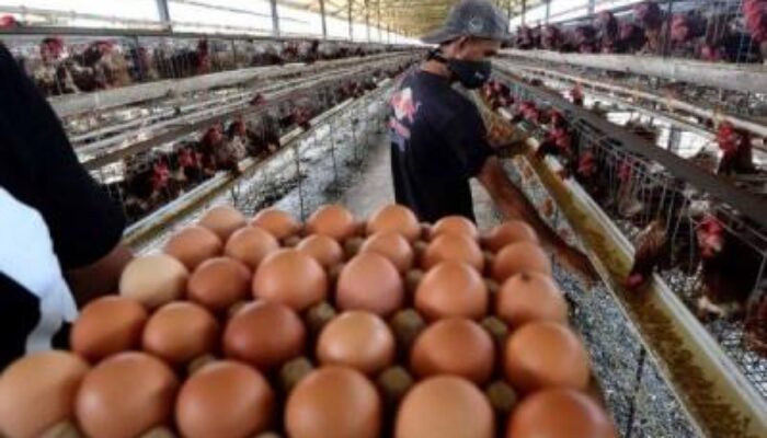Harga Telur Anjlok Usai Lebaran, Peternak dan Pedagang Harap Pemerintah Turun Tangan