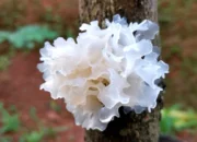 White Fungus, Jamur Liar yang Punya 5 Manfaat Dahsyat untuk Kesehatan