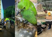 Petugas Gagalkan Penyelundupan Puluhan Burung di Pelabuhan Lembar