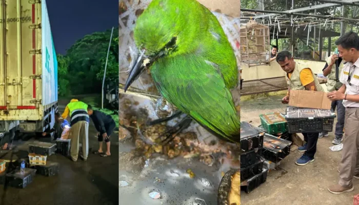 Petugas Gagalkan Penyelundupan Puluhan Burung di Pelabuhan Lembar