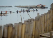 Sisa Pagar Laut Sepanjang 2 KM di Perairan Kohod Tangerang Tuntas Dibongkar