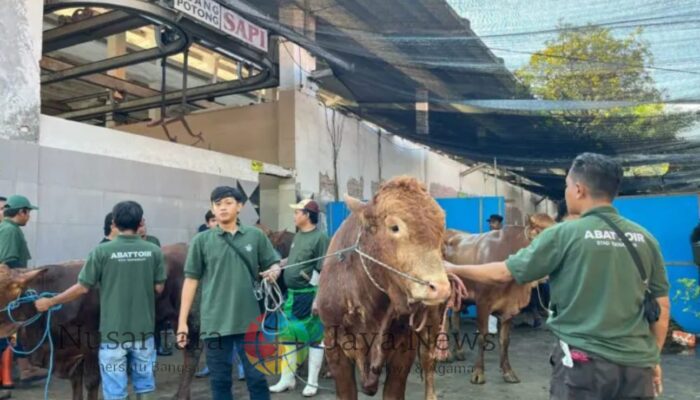 RPH Surabaya Targetkan Peningkatan Penjualan Sapi 5 Persen pada Idul Adha 2025