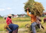 Bulog Borong Gabah Petani Jember Rp6.500 per Kg, Petani Dapat Harga Pasti dan Pupuk Subsidi