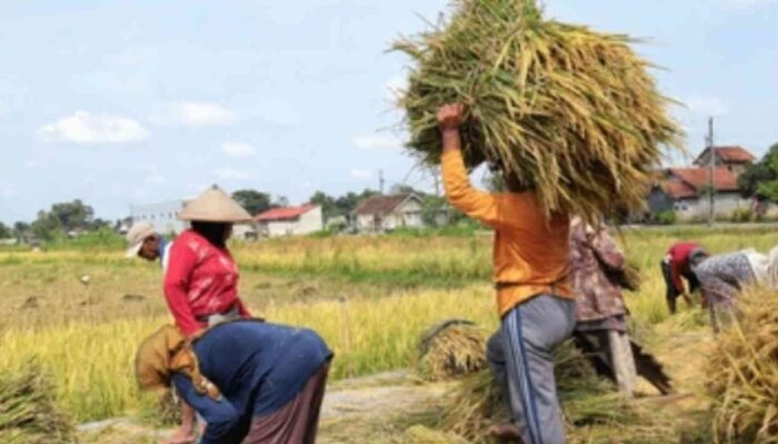 Bulog Borong Gabah Petani Jember Rp6.500 per Kg, Petani Dapat Harga Pasti dan Pupuk Subsidi