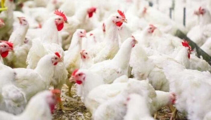 Harga Ayam Hidup Mulai Naik, Kementan Pastikan Peternak Mulai Tersenyum
