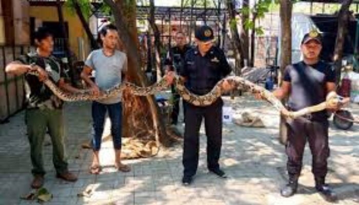 Ular Piton 5 Meter Hebohkan Warung di Surabaya, Damkar Berhasil Evakuasi Tanpa Perlawanan