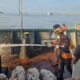 Kapal KM Dewi Bulan 89 Terbakar di Perairan Manyar, Seluruh ABK Selamat