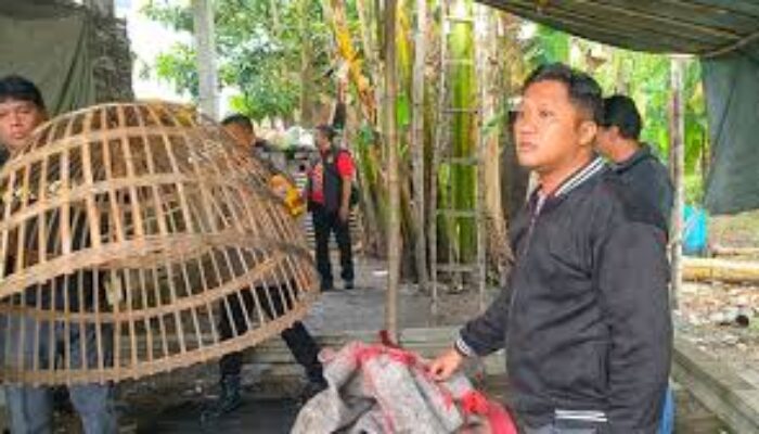 Judi Sabung Ayam di Surabaya Dibongkar Polisi, Puluhan Motor dan Ayam Disita