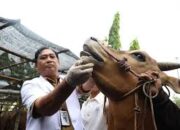 Jelang Idul Adha, DKPP Surabaya Intensifkan Pemeriksaan Kesehatan Hewan Kurban