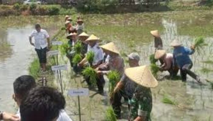 Petani Menang Gugatan Rp 1,5 Miliar, PT BAP Terancam Dieksekusi, Ormas GRIB Turun Tangan