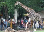 Pengunjung Padati Kebun Binatang Surabaya Saat Libur Waisak 2025
