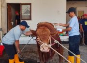 Jaga Tradisi, KOMPAK Kurban 2 Sapi dan 3 Kambing di Hari Raya Idul Adha 2025