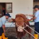 Jaga Tradisi, KOMPAK Kurban 2 Sapi dan 3 Kambing di Hari Raya Idul Adha 2025