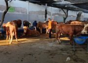 Perumda Air Minum Surya Sembada Salurkan 14 Sapi Kurban pada Idul Adha 1446 H, Wujud Kepedulian dan Komitmen Layanan untuk Kota Surabaya