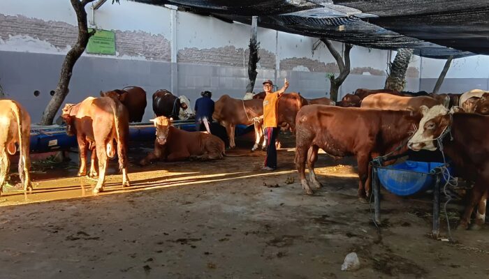 Perumda Air Minum Surya Sembada Salurkan 14 Sapi Kurban pada Idul Adha 1446 H, Wujud Kepedulian dan Komitmen Layanan untuk Kota Surabaya