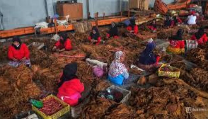 Menjaga Jawa Timur dari Kekacauan Cukai Tembakau: Suara Rakyat Kecil hingga Komitmen Pemprov