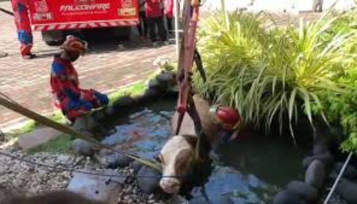 PANIK PAGI IDUL ADHA,  Sapi Kurban 800 Kg Tercebur Kolam Ikan Kantor Dindik Jatim