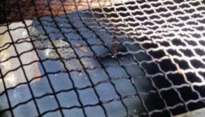 Pelihara Buaya Muara Selama Enam Tahun, Warga Manyar Sabrangan Surabaya Minta Bantuan Evakuasi