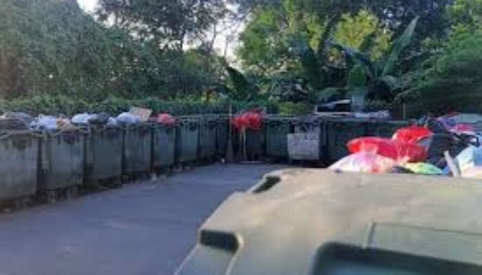 Viral Video Diduga Kucing di TPS Surabaya Diambil untuk Pakan Ular, Warga Setempat Membantah