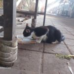 Pedagang Pasar Sepanjang Taman Sidoarjo Diresahkan Penemuan Bangkai Kepala Kucing
