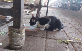 Salah satu kucing yang dipelihara pedagang Pasar Sepanjang