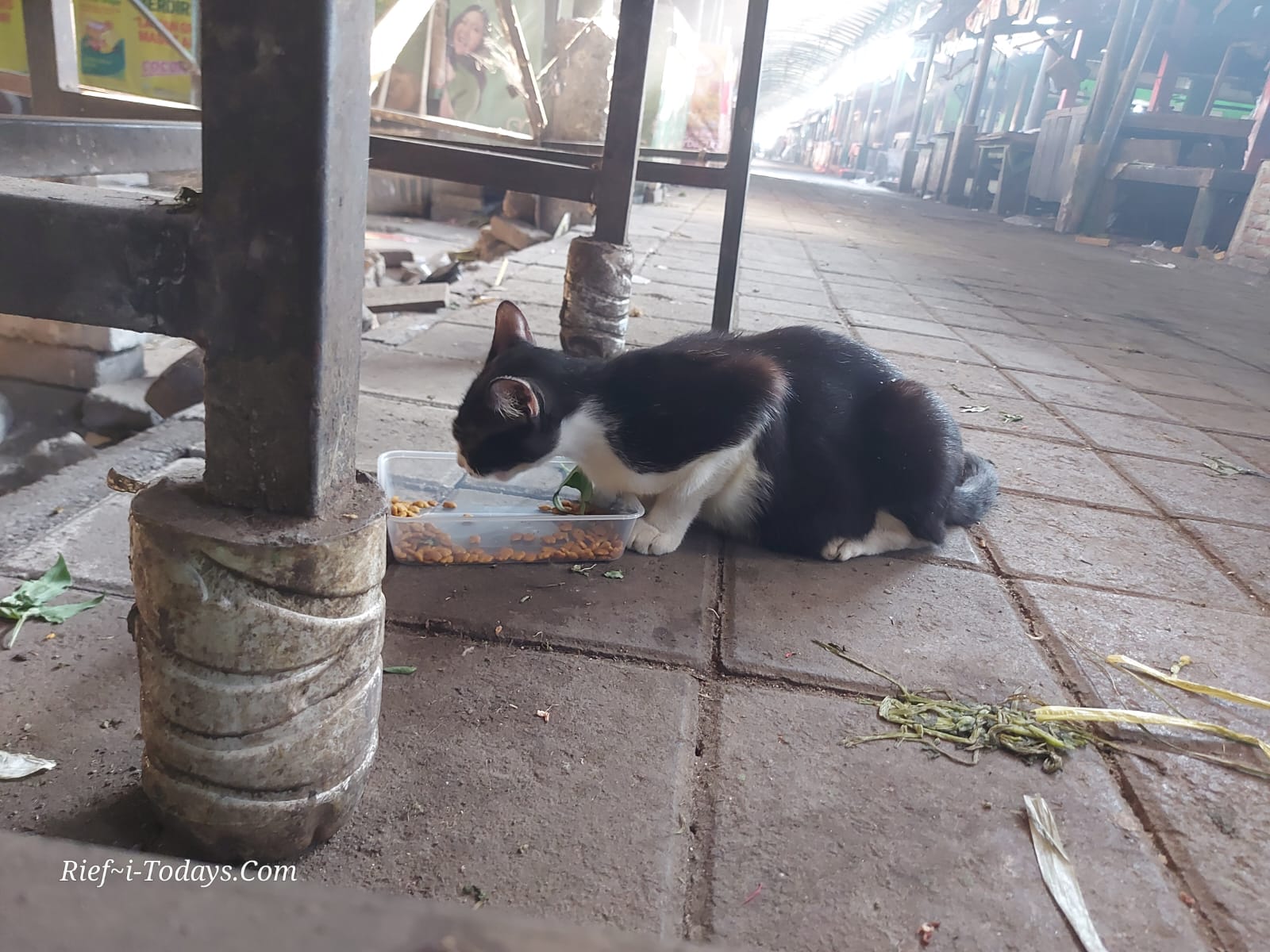 Salah satu kucing yang dipelihara pedagang Pasar Sepanjang