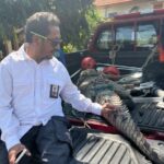 Plt. Kalaksa BPBD Sidoarjo Sabino Mariano saat melihat buaya yang ditangkap dialiran sungai Porong