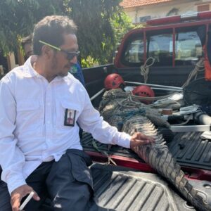 Buaya Muara Sepanjang 3 Meter Ditangkap Tim Rescue BPBD Sidoarjo Disekitar Aliran Sungai Porong