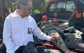 Plt. Kalaksa BPBD Sidoarjo Sabino Mariano saat melihat buaya yang ditangkap dialiran sungai Porong