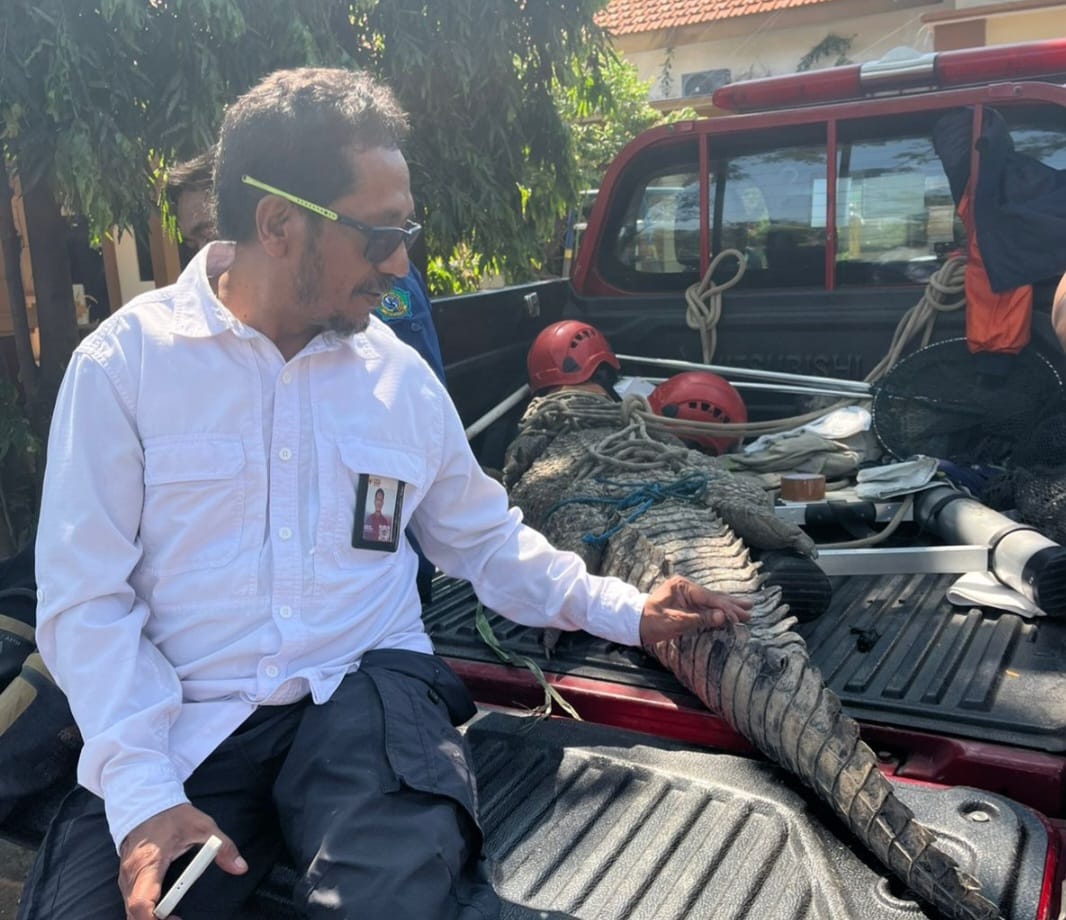 Plt. Kalaksa BPBD Sidoarjo Sabino Mariano saat melihat buaya yang ditangkap dialiran sungai Porong