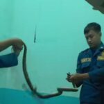 Cobra jawa berhasil ditangkap regu 1 rescue Damkar unit Krian dari rumah warga Desa Sidomojo Krian