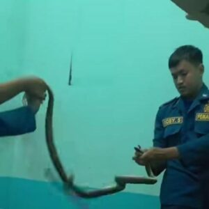 Evakuasi Dramatis Cobra di Rumah Warga Sidomojo Krian, Damkar Bergerak Cepat